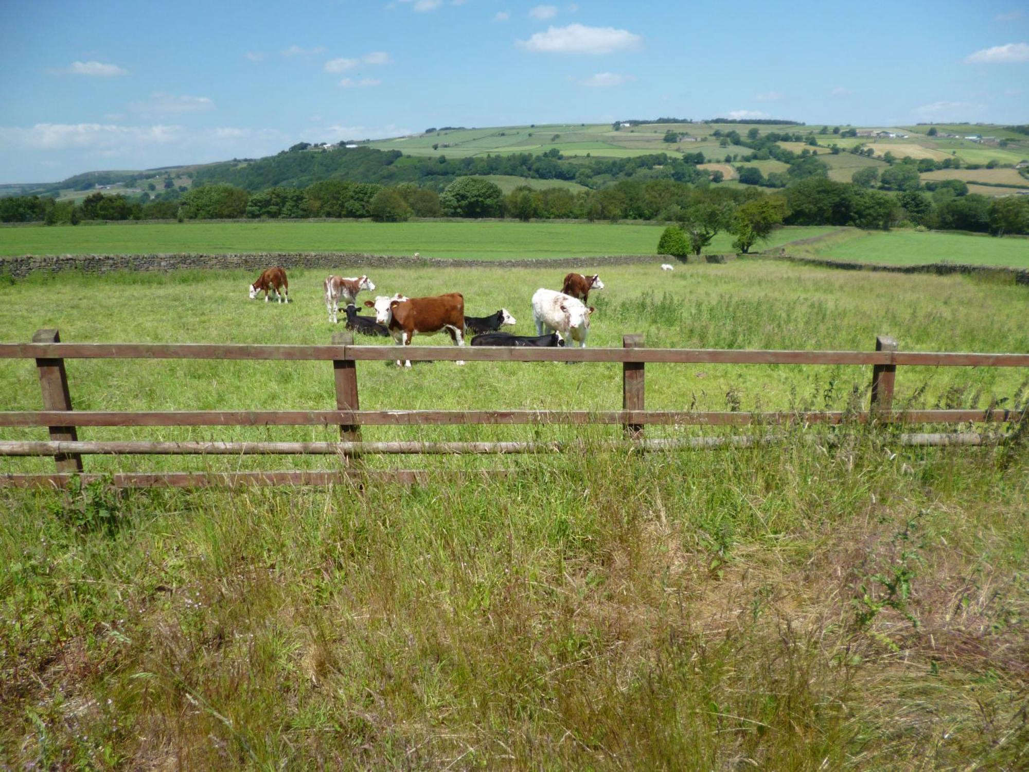 Ferienwohnung Padley Farm Bradfield Exterior foto